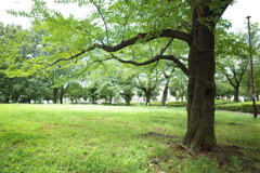 公園2