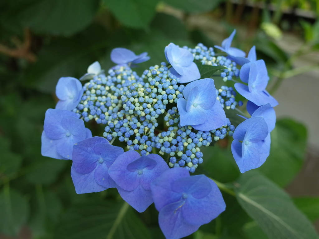 紫陽花