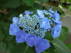 紫陽花