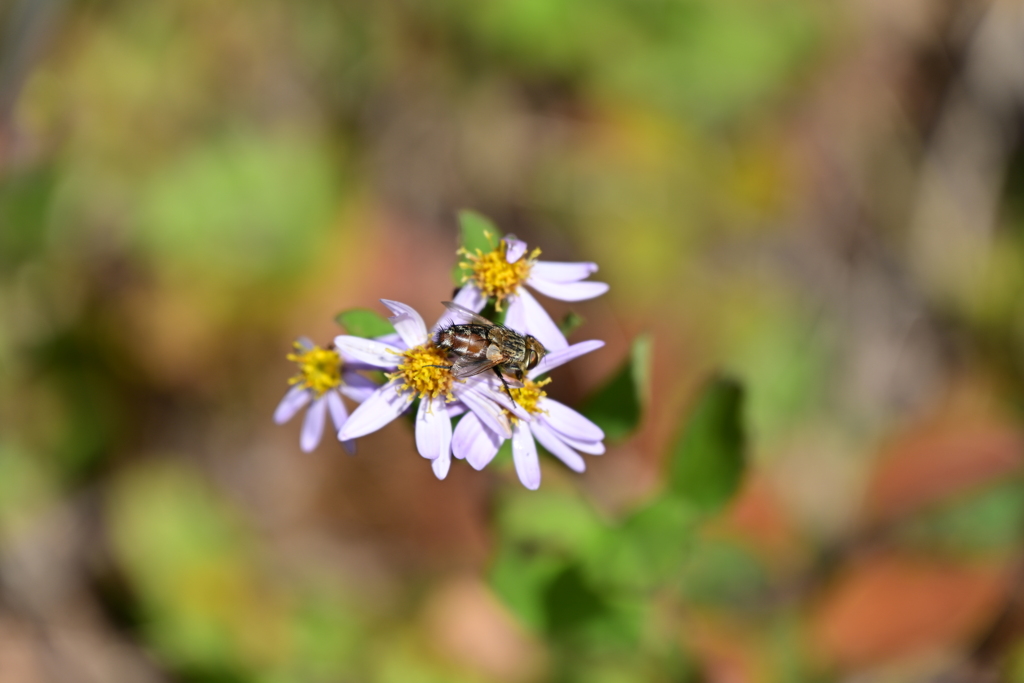 ヒメセマダライエハエ。
