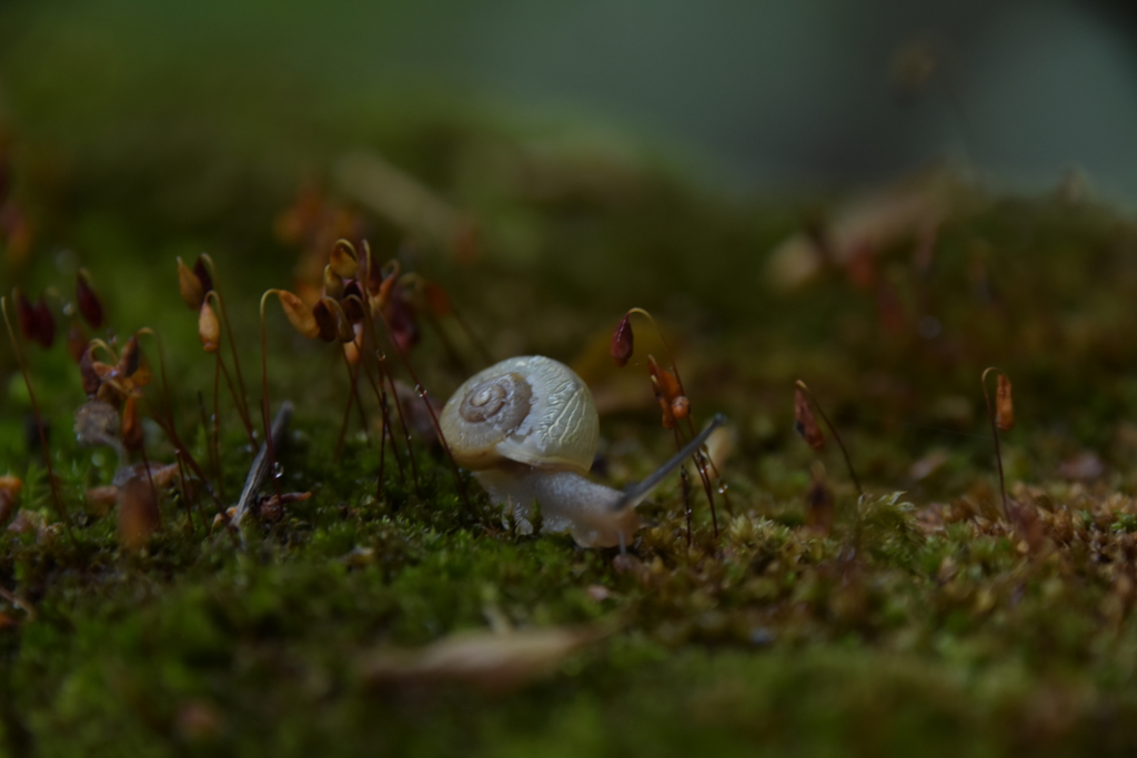 カタツムリの赤ちゃん