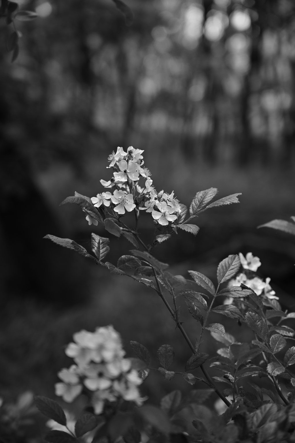 野薔薇。