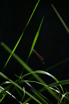 オツネントンボ。 オツネントンボ。