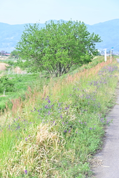 土手の上で。