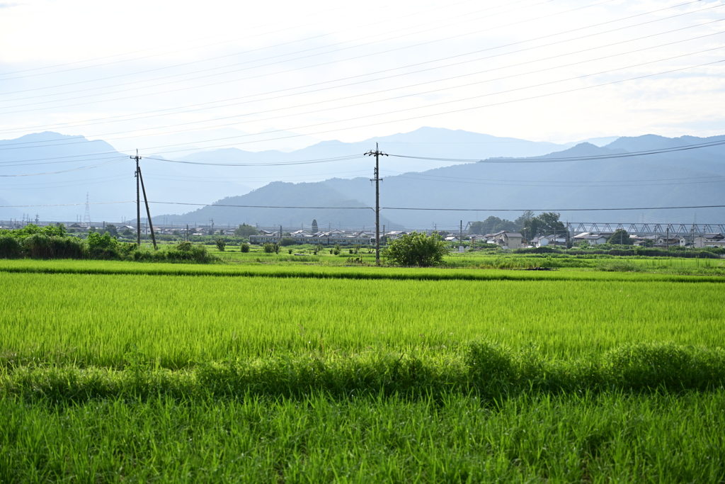 田舎の田んぼ2。