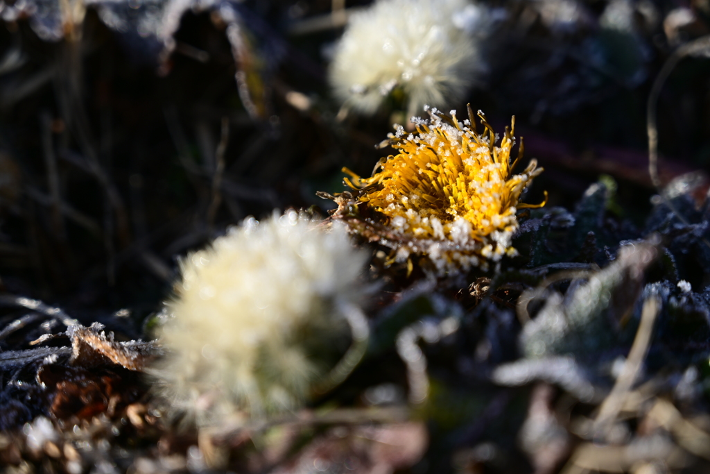 雪乗るたんぽぽ。