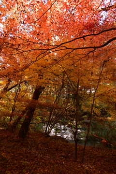 小川と紅葉。