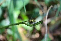 マユタテアカネ捕食シーン。