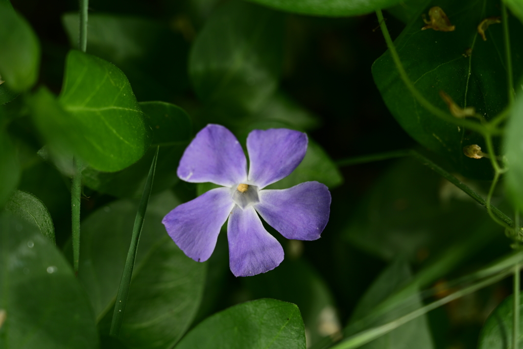 紫の花。