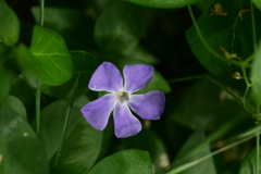 紫の花。