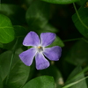 紫の花。