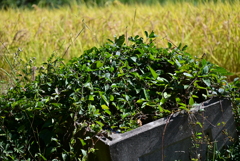 田んぼの謎のコンクリ。