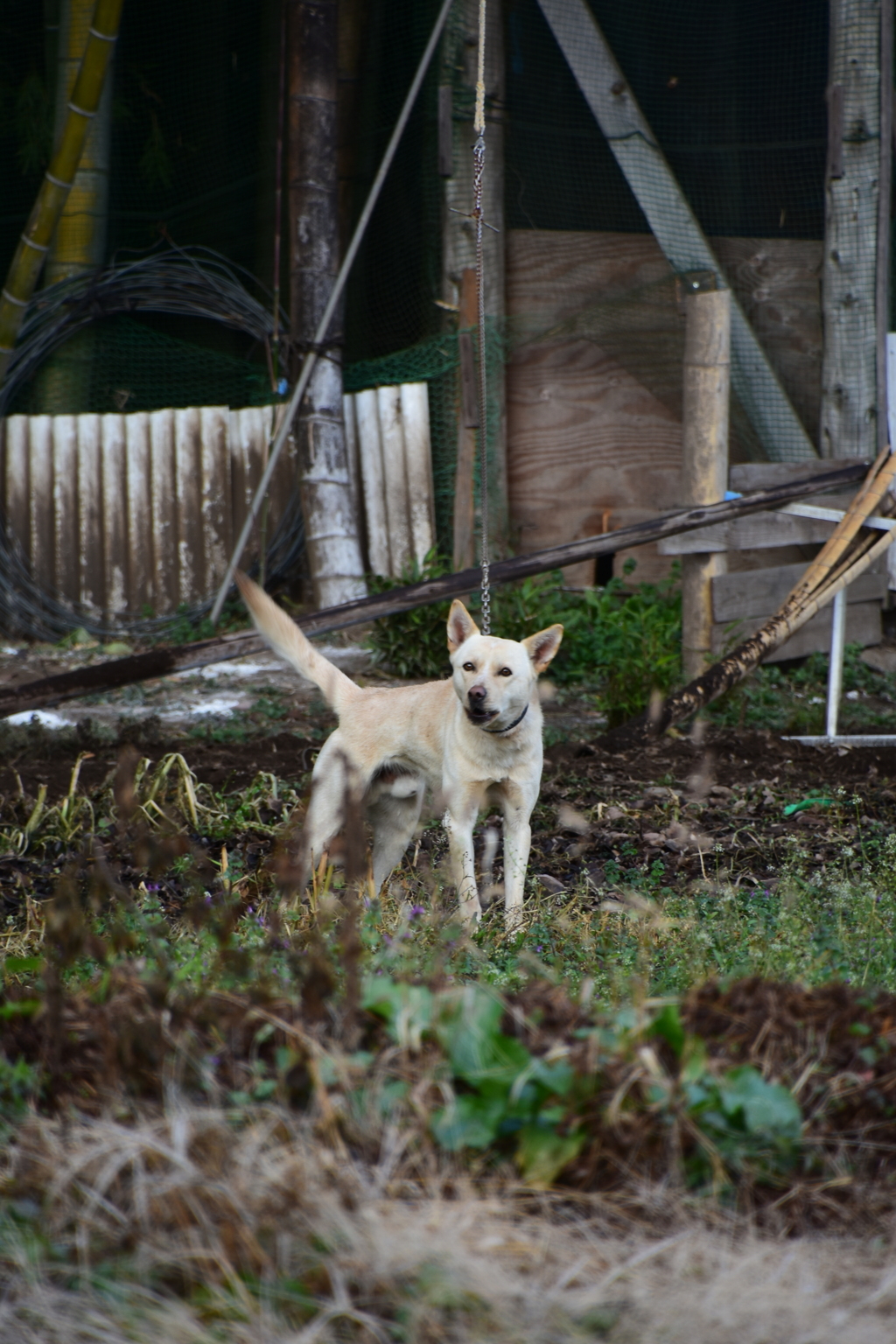 遊びたそうな犬
