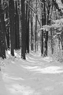 雪が降りまして。