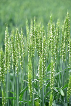 小麦の花。