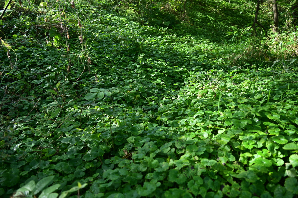 歩み人しらず。