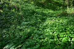 歩み人しらず。