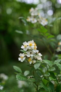 野薔薇。