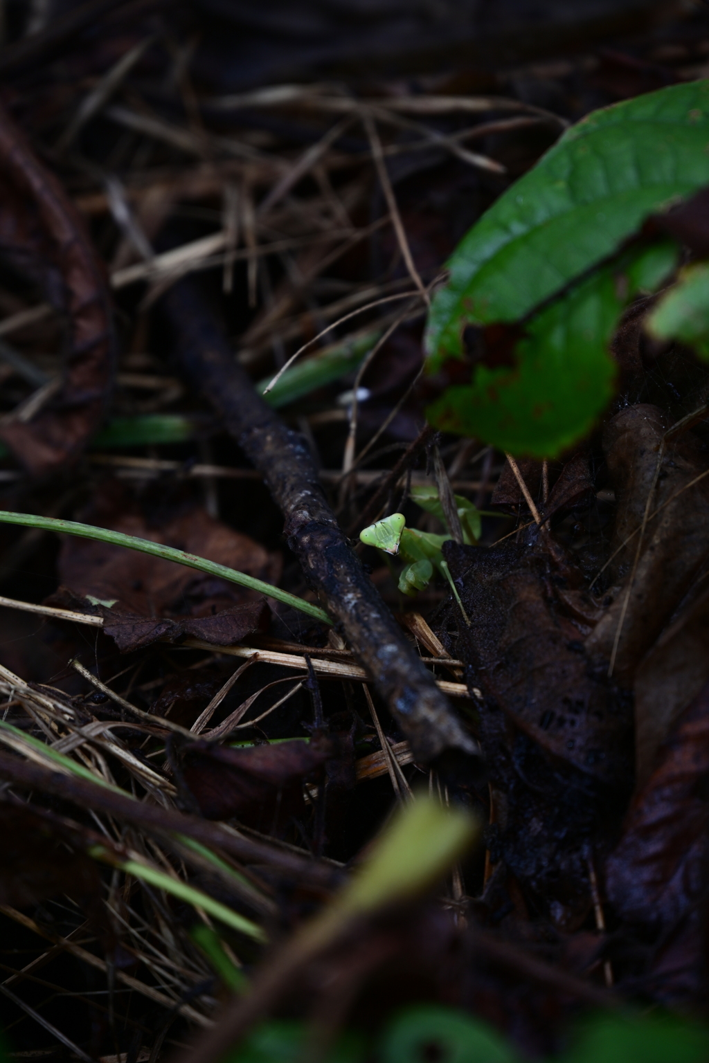 カマキリ。