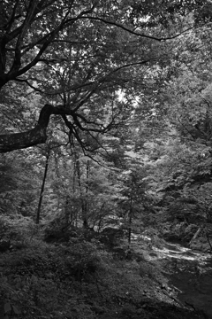 とある川辺の木、白黒。