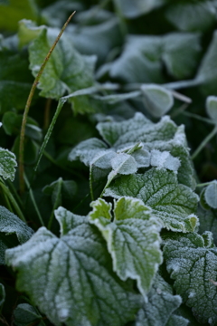 霜が降りた植物。