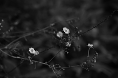 小さい花。