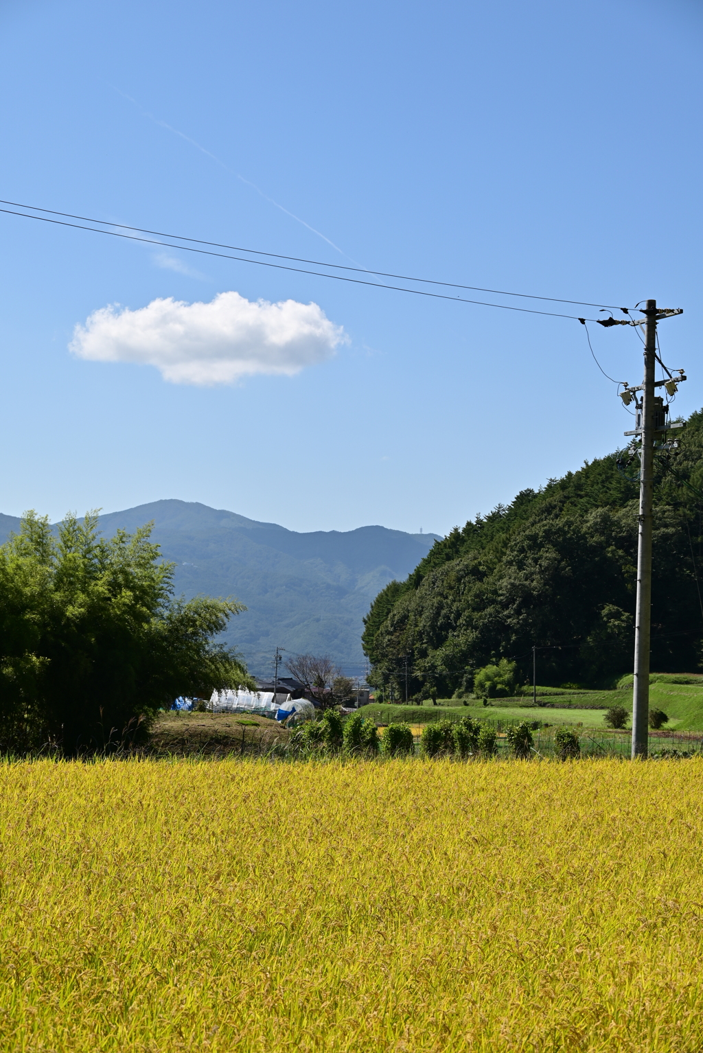 お米の収穫前。