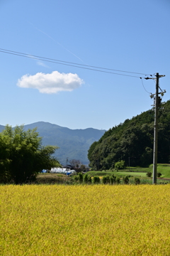 お米の収穫前。