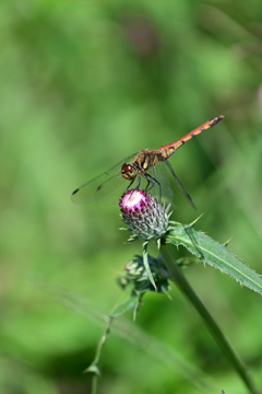 アキアカネとアザミ。 アキアカネとアザミ。