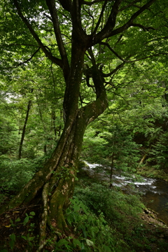 川辺の木。