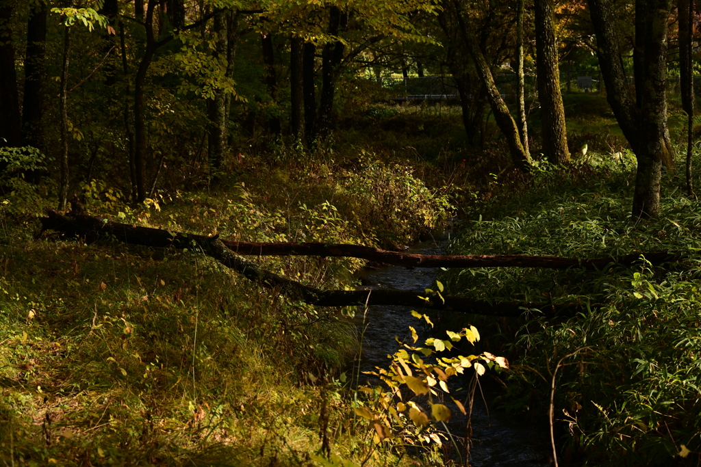 林に掛かる橋。