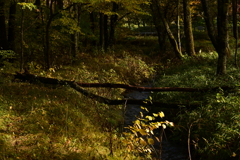 林に掛かる橋。