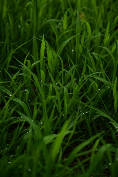 雨後の緑。