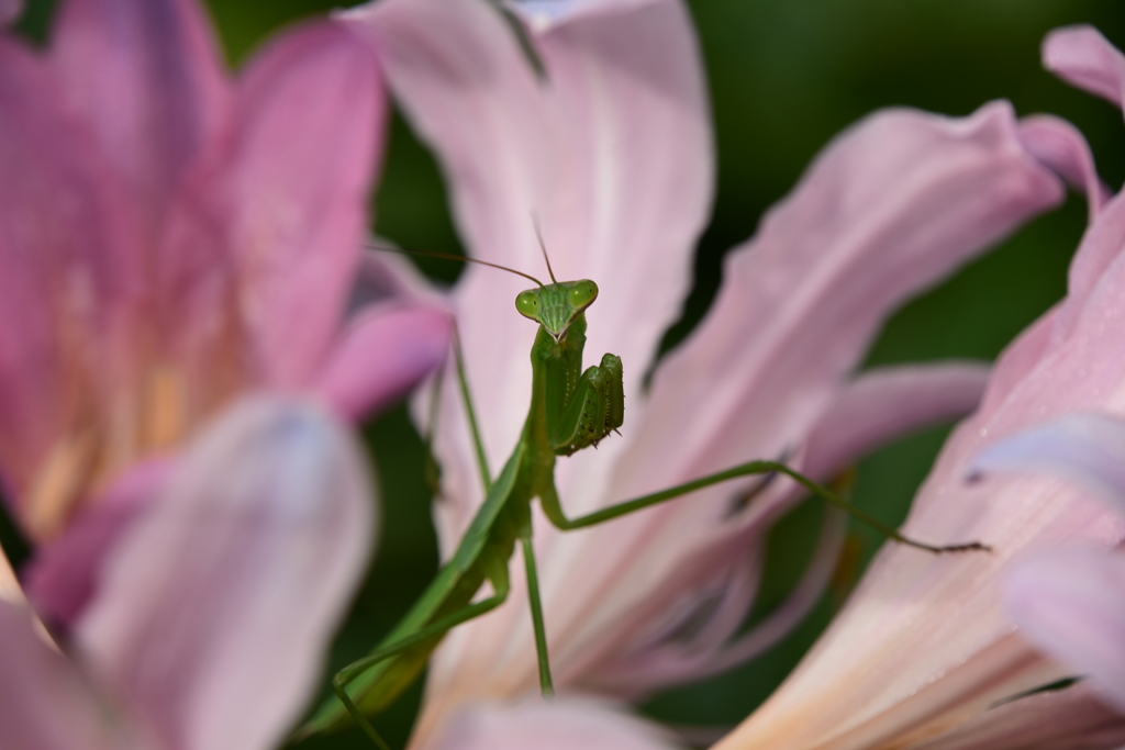 カマキリ。