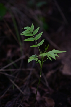 新芽。