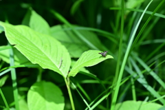 マドガと子供カマキリ。