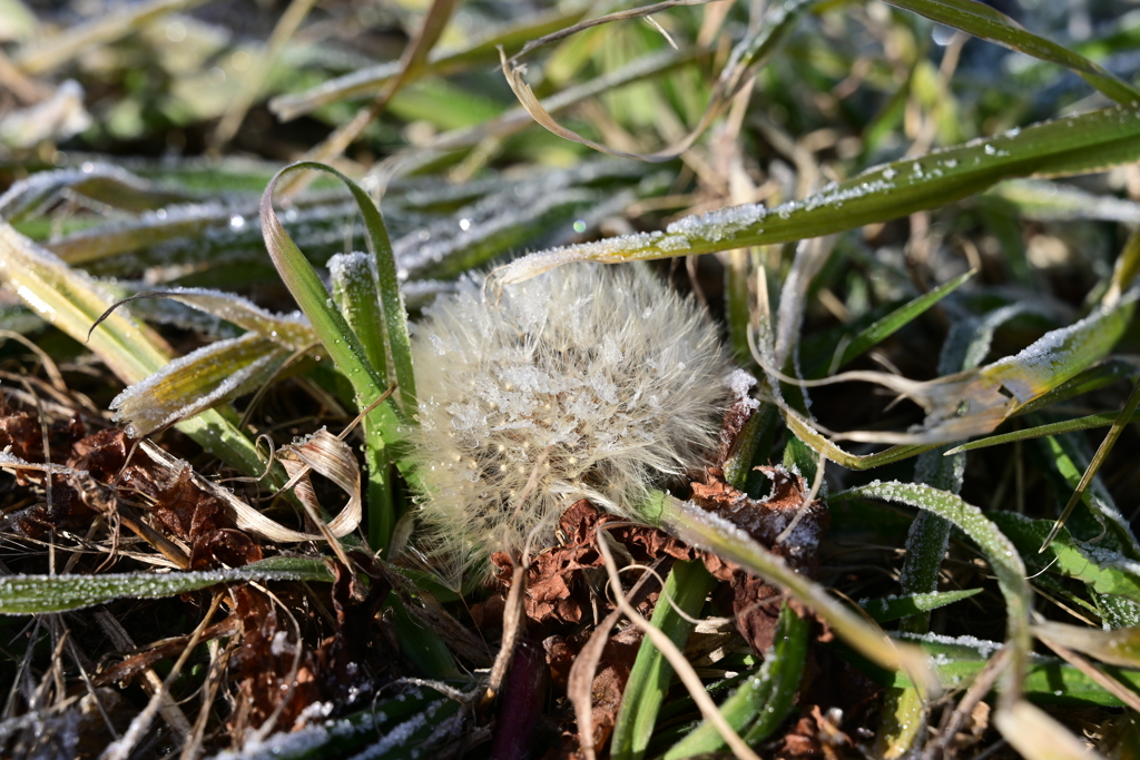 雪乗るたんぽぽ。