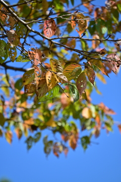 秋ちょっと前。