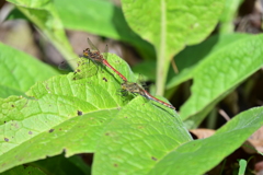 アキアカネの番。