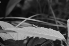 子供カマキリ。白黒。