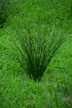 い草。