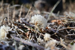 雪乗るたんぽぽ。