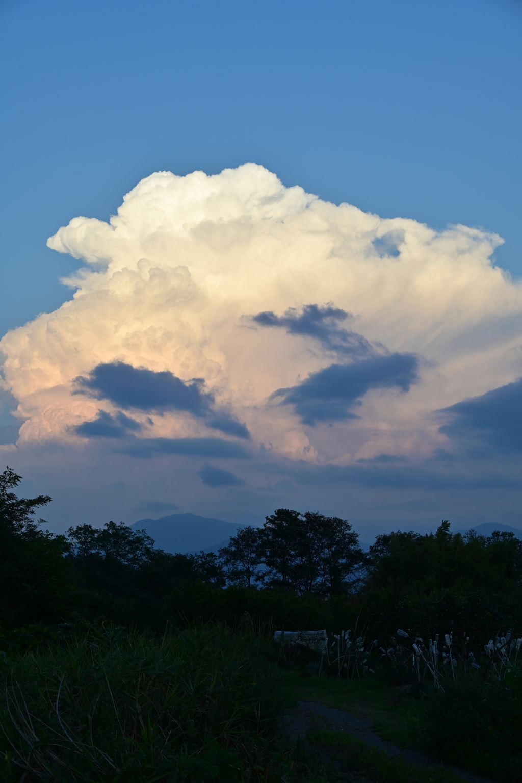 夏雲。