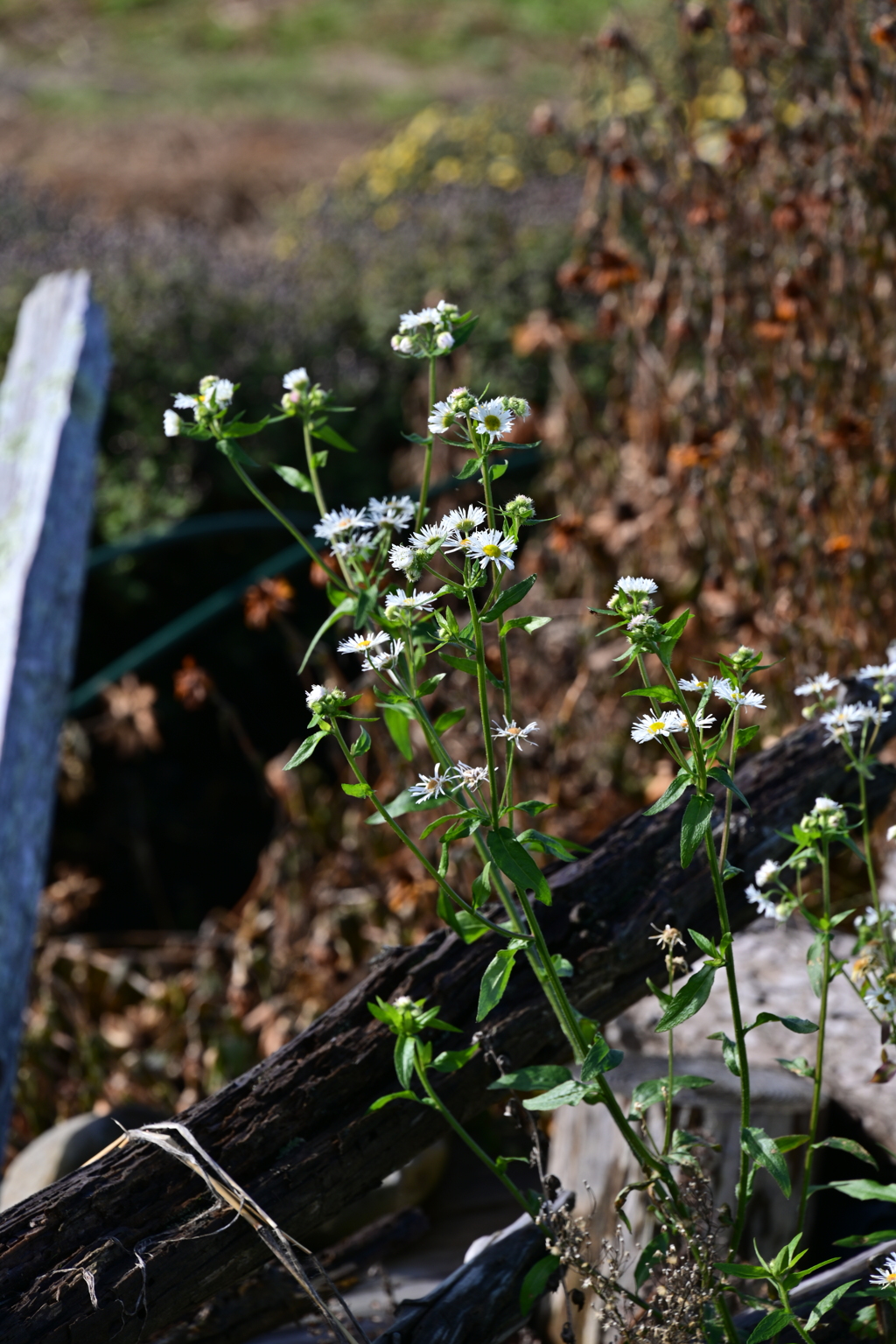枯れゆく花と咲く花。