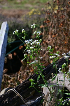 枯れゆく花と咲く花。