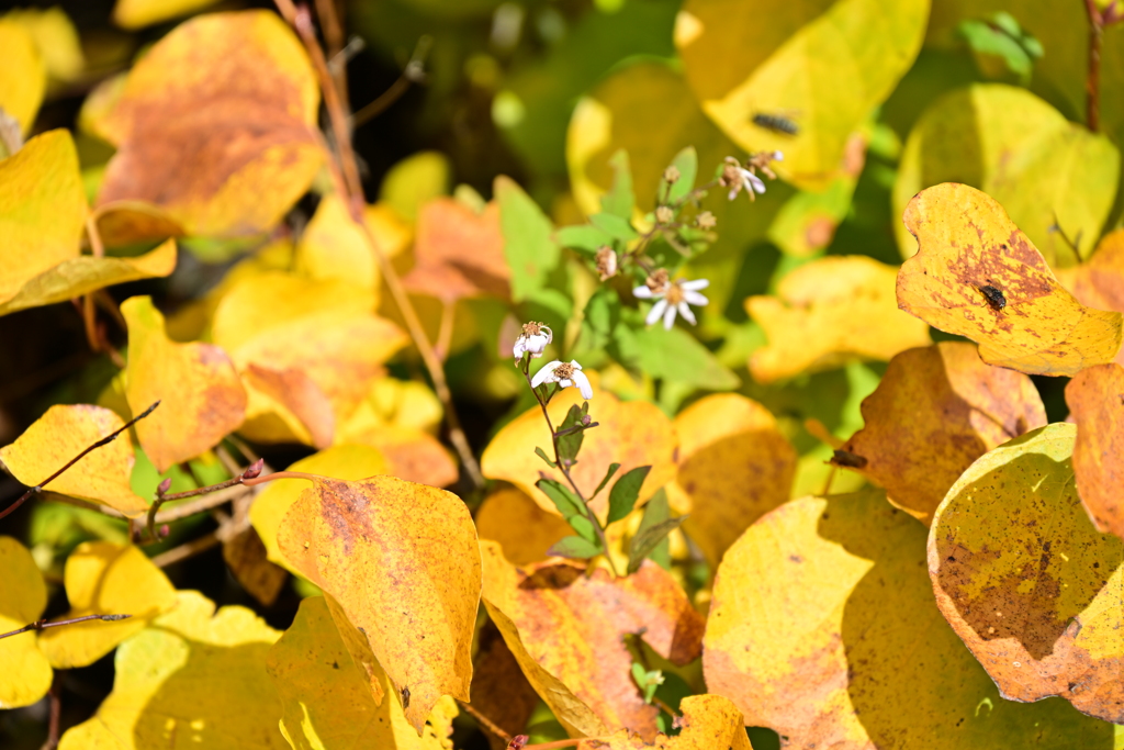 黄色の中の君。