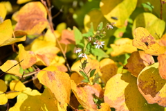 黄色の中の君。