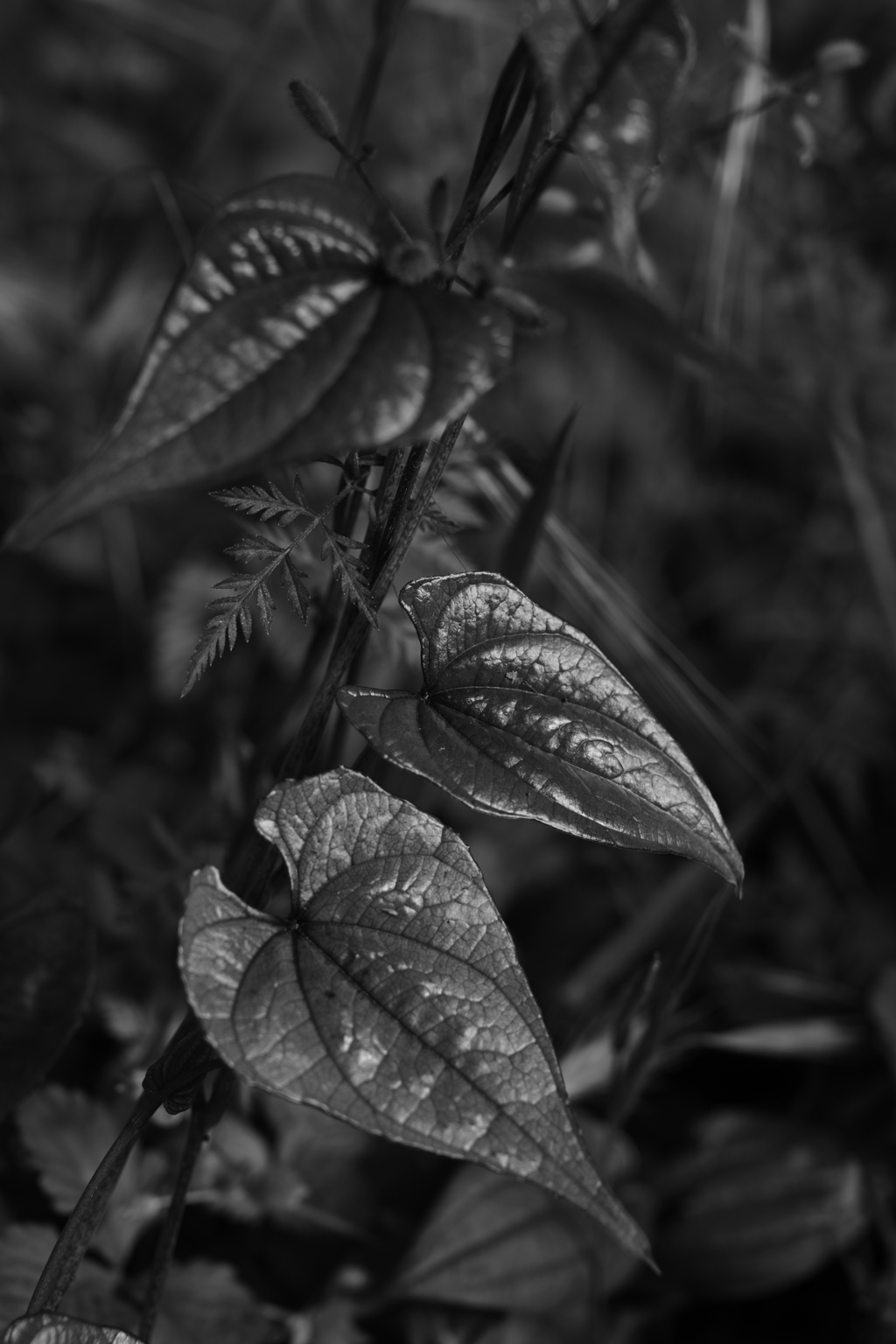 白黒のつる植物。