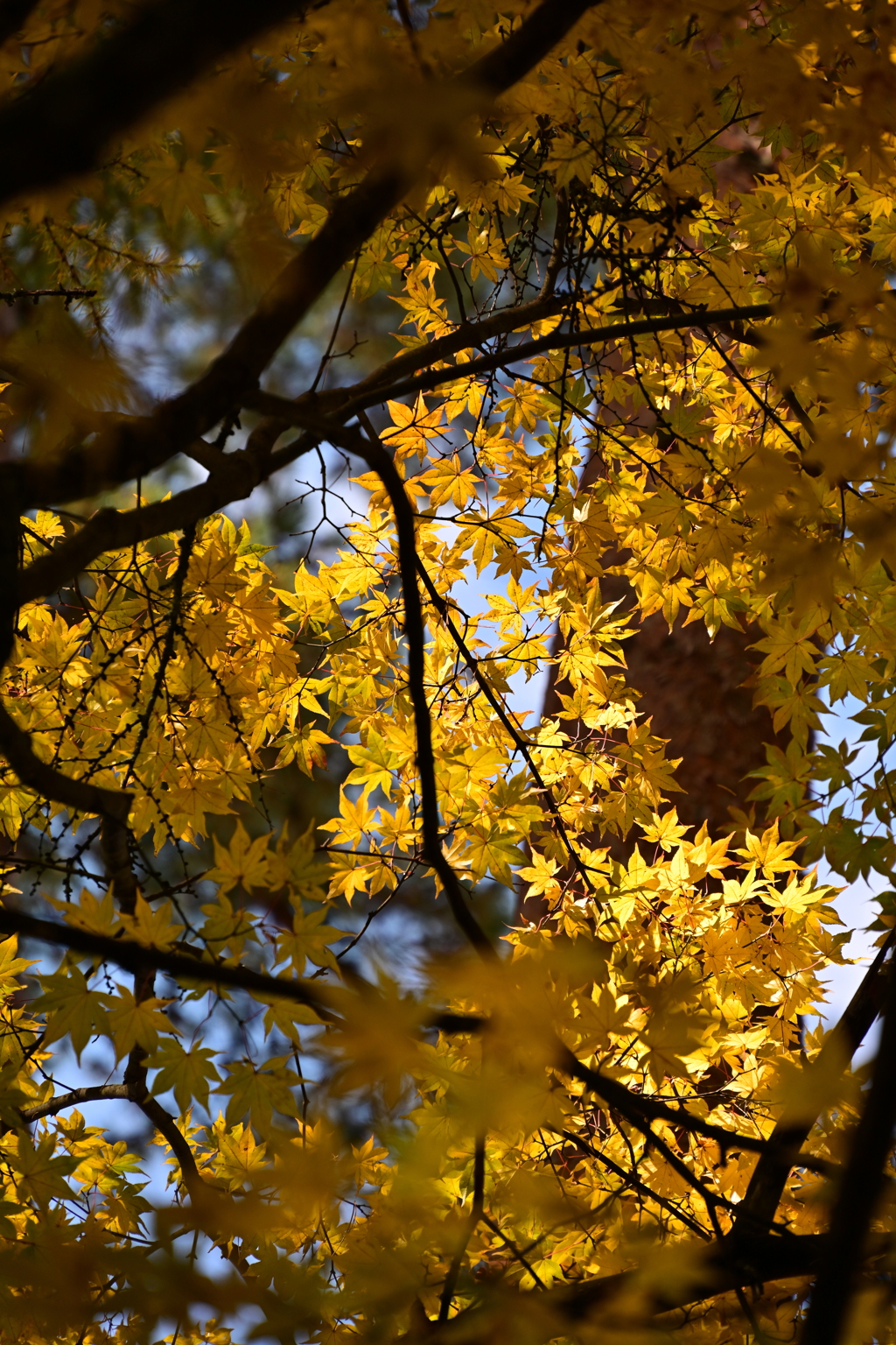 木漏れ日もみじ。
