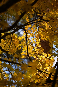 木漏れ日もみじ。